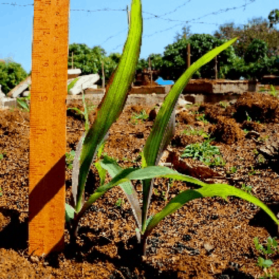 Biochar Paga 100% germination